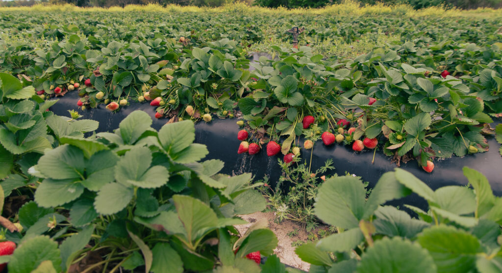 Florida’s strawberry season persists despite El Niño