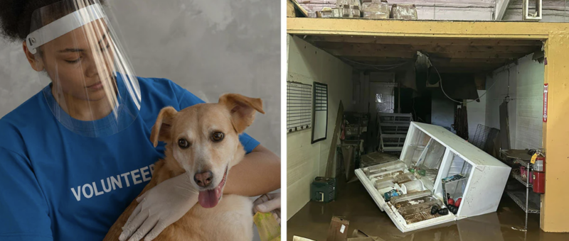 Pet adoptions surge across Flordia shelters after hurricane season