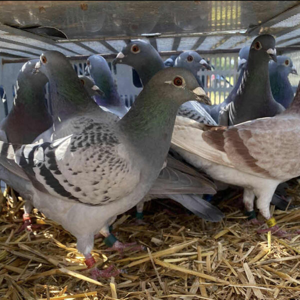 Clearwater expansion gives boost to centuries-old pigeon-racing tradition