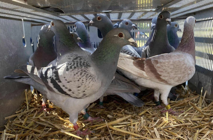 Clearwater expansion gives boost to centuries-old pigeon-racing tradition