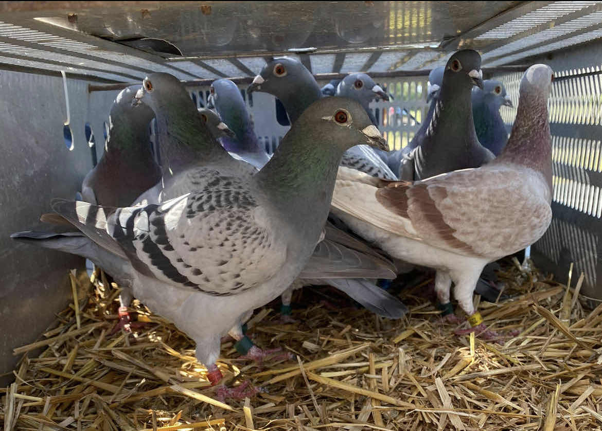 Clearwater expansion gives boost to centuries-old pigeon-racing tradition