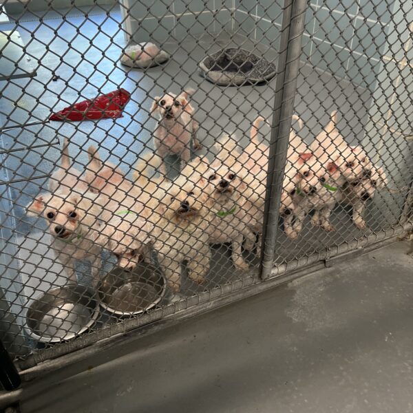 Older pets are offered a second chance at a forever home