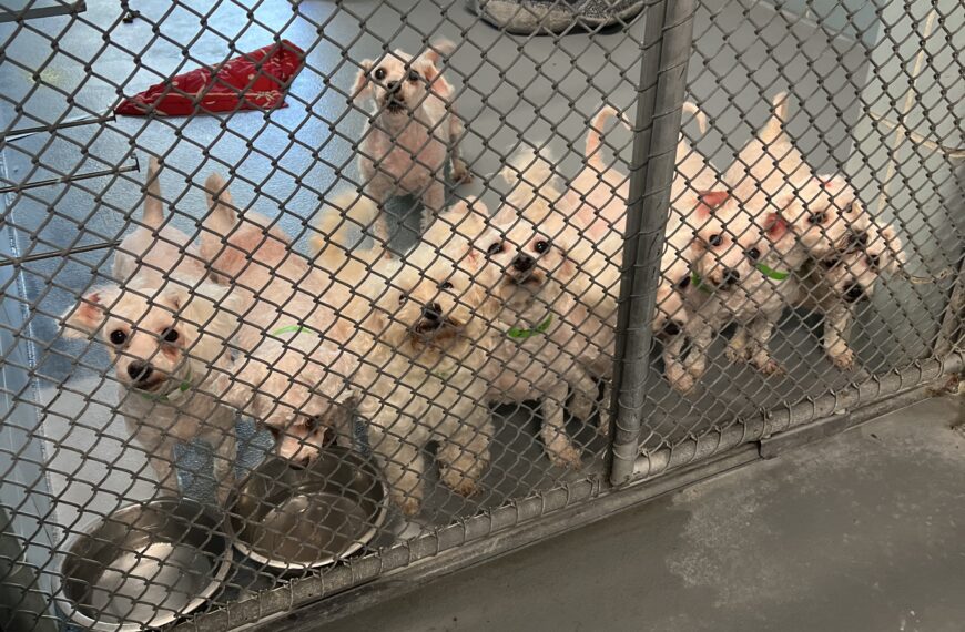 Older pets are offered a second chance at a forever home