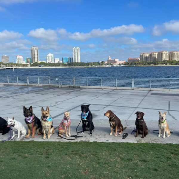 As St. Petersburg grows, gig workers struggle with unstable income