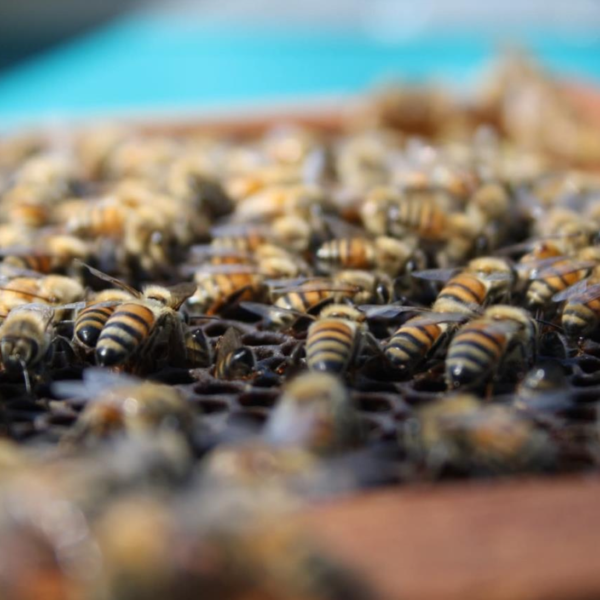 Urban beekeeping finds a home in St. Petersburg
