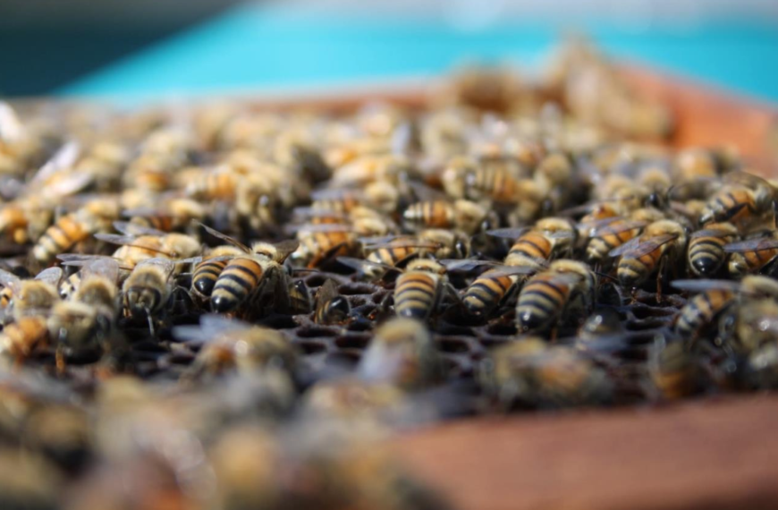 Urban beekeeping finds a home in St. Petersburg