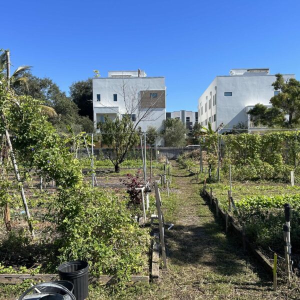 Food farm’s roots grow in downtown St. Petersburg